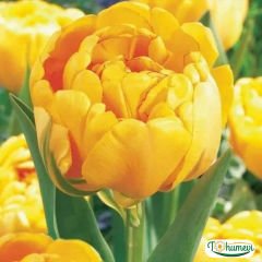 Sunlover Lale Soğanı – Tulipa