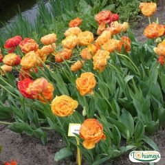 Sunlover Lale Soğanı – Tulipa