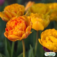 Sunlover Lale Soğanı – Tulipa