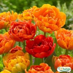 Sunlover Lale Soğanı – Tulipa