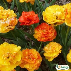 Sunlover Lale Soğanı – Tulipa