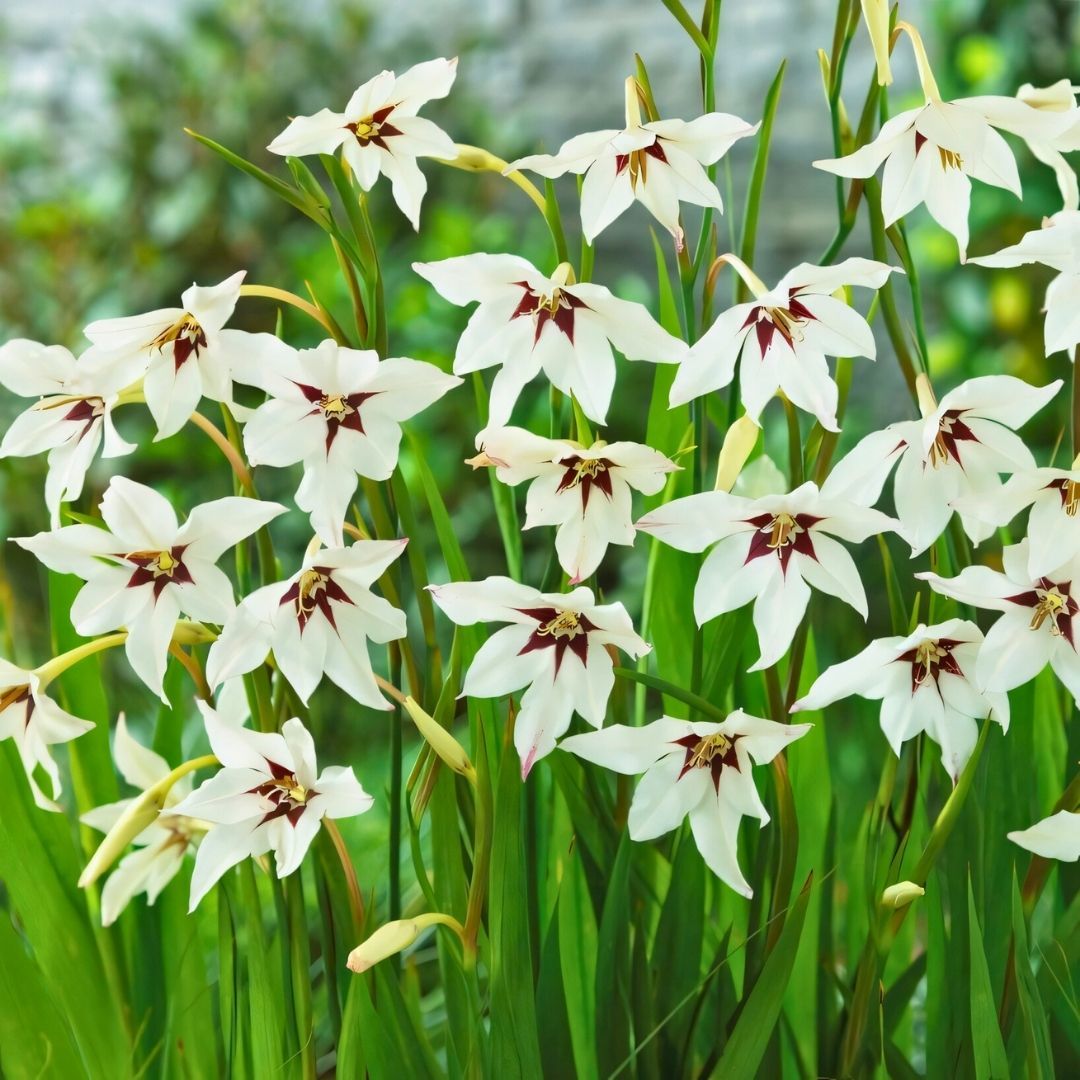 Acidanthera gladiolus(Callianthus) - Habeş Glayölü - Tavus Kuşu Orkidesi