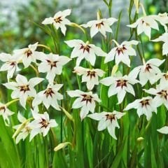 Acidanthera gladiolus(Callianthus) - Habeş Glayölü - Tavus Kuşu Orkidesi