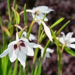 Acidanthera gladiolus(Callianthus) - Habeş Glayölü - Tavus Kuşu Orkidesi