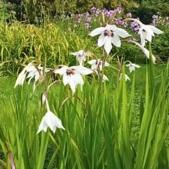 Acidanthera gladiolus(Callianthus) - Habeş Glayölü - Tavus Kuşu Orkidesi
