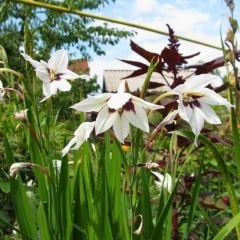 Acidanthera gladiolus(Callianthus) - Habeş Glayölü - Tavus Kuşu Orkidesi
