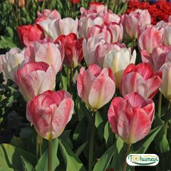 Hemisphere Lale Soğanı – Tulipa