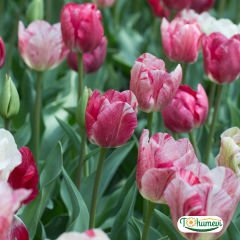 Hemisphere Lale Soğanı – Tulipa