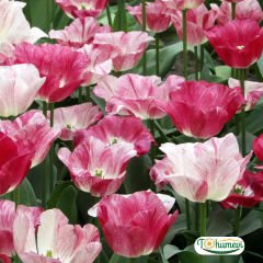 Hemisphere Lale Soğanı – Tulipa