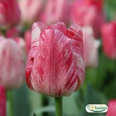 Hemisphere Lale Soğanı – Tulipa
