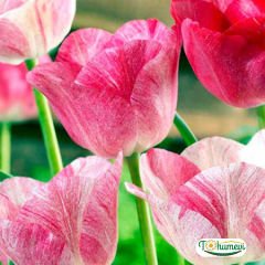 Hemisphere Lale Soğanı – Tulipa