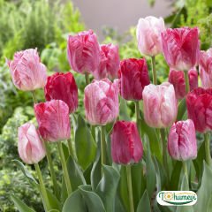 Hemisphere Lale Soğanı – Tulipa