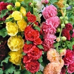 Alcea Rosea Yumrusu - Katlı Gülhatmi