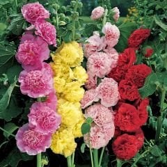 Alcea Rosea Yumrusu - Katlı Gülhatmi