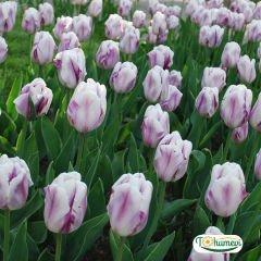 Flaming Flag Lale Soğanı – Tulipa