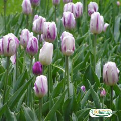 Flaming Flag Lale Soğanı – Tulipa