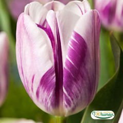 Flaming Flag Lale Soğanı – Tulipa