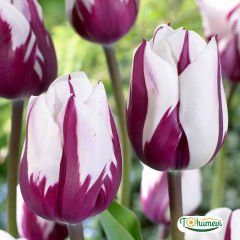 Flaming Flag Lale Soğanı – Tulipa