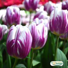 Flaming Flag Lale Soğanı – Tulipa