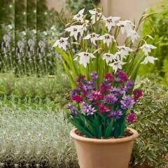 Babiana Stricta Soğanı - Geyve Çiçeği - Babuna Çiçeği - Mix