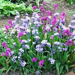 Babiana Stricta Soğanı - Geyve Çiçeği - Babuna Çiçeği - Mix