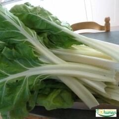 Beyaz Pazı Tohumu - Beta Vulgaris Chard