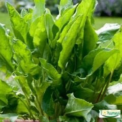 Beyaz Pazı Tohumu - Beta Vulgaris Chard