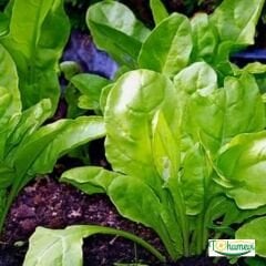 Beyaz Pazı Tohumu - Beta Vulgaris Chard