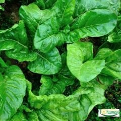 Beyaz Pazı Tohumu - Beta Vulgaris Chard