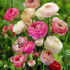 Ranunculus Picotee Pink Soğanı – Düğün Çiçeği - Romantik Pembe