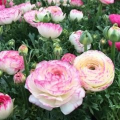 Ranunculus Picotee Pink Soğanı – Düğün Çiçeği - Romantik Pembe