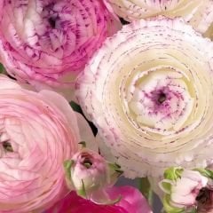 Ranunculus Picotee Pink Soğanı – Düğün Çiçeği - Romantik Pembe