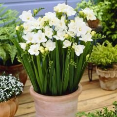 Frezya ( Fresia ) Soğanı Double - Arpa Çiçeği - Beyaz