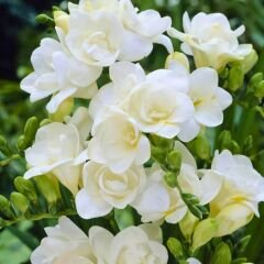 Frezya ( Fresia ) Soğanı Double - Arpa Çiçeği - Beyaz