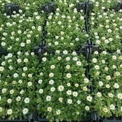 Krizantem Seviyor Sevmiyor Papatyası - Marguerite Daisy Chrysanthemum (1 KASA /48 adet fide)