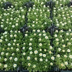 Krizantem Seviyor Sevmiyor Papatyası - Marguerite Daisy Chrysanthemum (1 KASA /48 adet fide)
