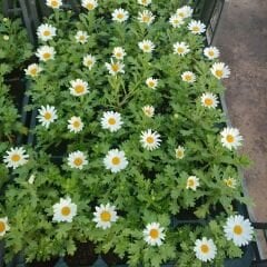 Krizantem Seviyor Sevmiyor Papatyası - Marguerite Daisy Chrysanthemum (1 KASA /48 adet fide)