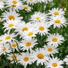 Krizantem Seviyor Sevmiyor Papatyası - Marguerite Daisy Chrysanthemum (1 KASA /48 adet fide)