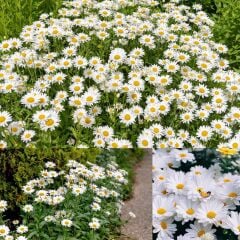 Krizantem Seviyor Sevmiyor Papatyası - Marguerite Daisy Chrysanthemum (1 KASA /48 adet fide)