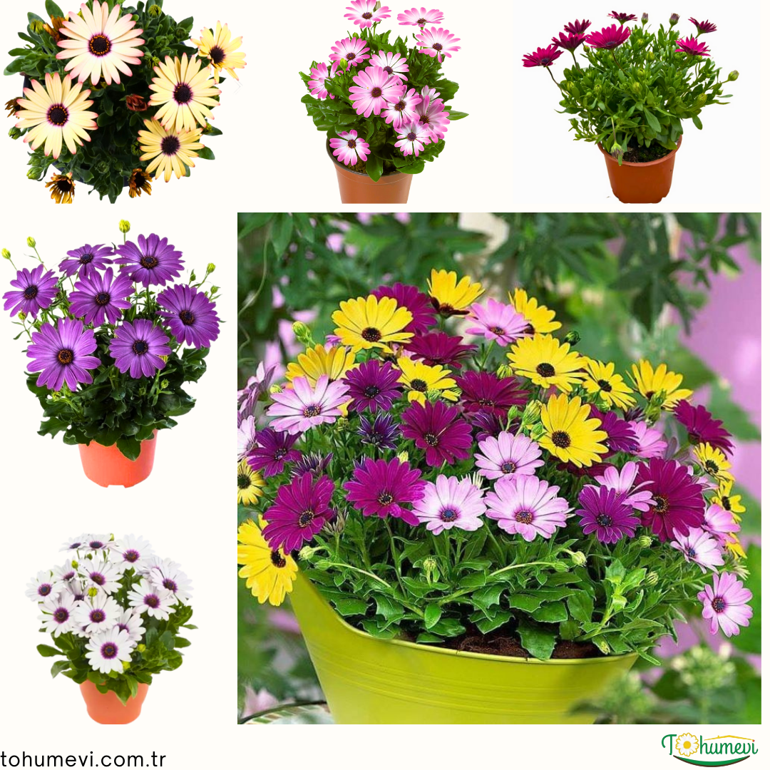 Bodrum Papatyası - Osteospermum(1 kasa 15 adet Q15 Saksıda)