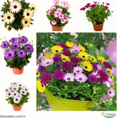 Bodrum Papatyası - Osteospermum(1 kasa 15 adet Q15 Saksıda)