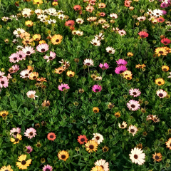 Bodrum Papatyası - Osteospermum(1 kasa 15 adet Q15 Saksıda)