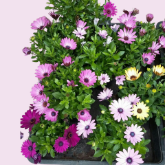 Bodrum Papatyası - Osteospermum(1 kasa 15 adet Q15 Saksıda)