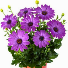 Bodrum Papatyası - Osteospermum(1 kasa 15 adet Q15 Saksıda)