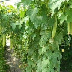 ﻿Lif Sünger Kabağı Tohumu - Luffa Cylindrica - Geleneksel