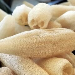 ﻿Lif Sünger Kabağı Tohumu - Luffa Cylindrica - Geleneksel