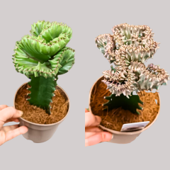 Euphorbia Lactea Cristata Aşılı Kaktüs - Mercan Kaktüs