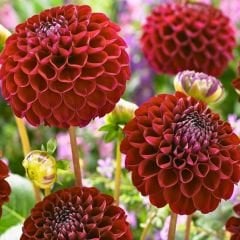 Nescio Dahlia Yıldız Çiçeği Kök - Dalya - Patates Çiçeği - Kırmızı