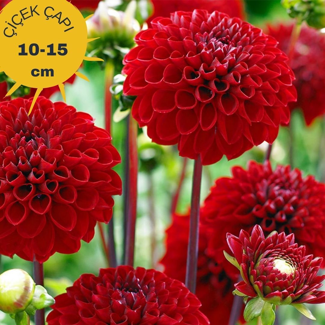 Nescio Dahlia Yıldız Çiçeği Kök - Dalya - Patates Çiçeği - Kırmızı