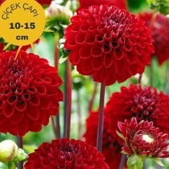 Nescio Dahlia Yıldız Çiçeği Kök - Dalya - Patates Çiçeği - Kırmızı